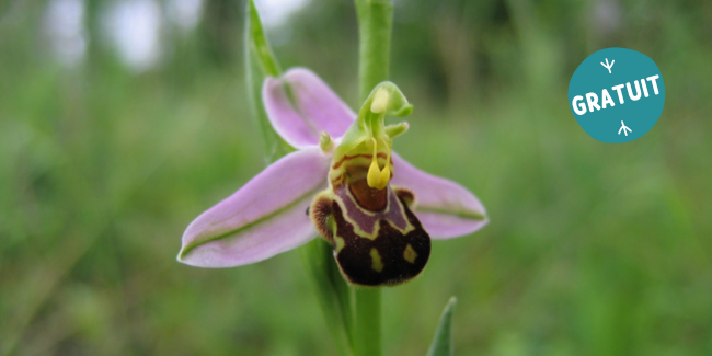 Sortie nature "À la découverte des orchidées", dès 8 ans, musée de Préhistoire, Saulges