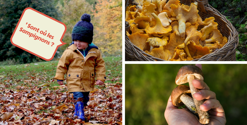 Partir à la cueillette des champignons avec les enfants en Mayenne !