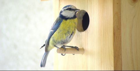  Atelier nichoirs à oiseaux, en famille, Centre d'Initiation à la Nature, Laval