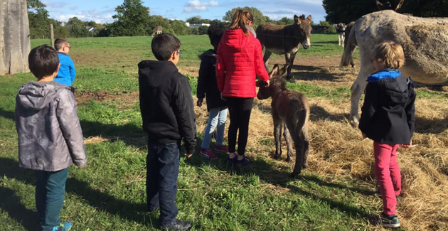 Asinerie bois gamat Laval Mayenne ânes animaux visite atelier animation enfants famille nature vacances automne