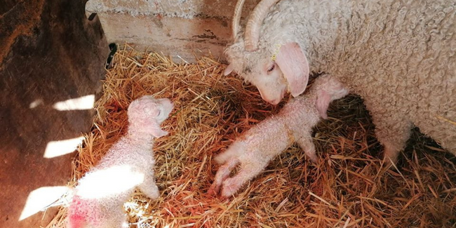 Noël à la ferme Mohair du Maine, La Bazouge-de-Chemeré