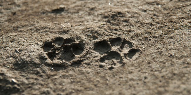 Animation nature "Traces et indices", à partir de 8 ans, CIN, St Ouën-des-Toits