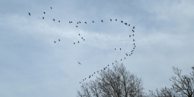 Grand comptage des oiseaux, en famille à partir de 6 ans. A la découverte des Espaces Naturels Sensibles de La Mayenne, Champfrémont