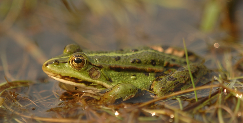 Au chœur de la mare, en famille à partir de 10 ans. A la découverte des Espaces Naturels Sensibles de La Mayenne, Vautorte