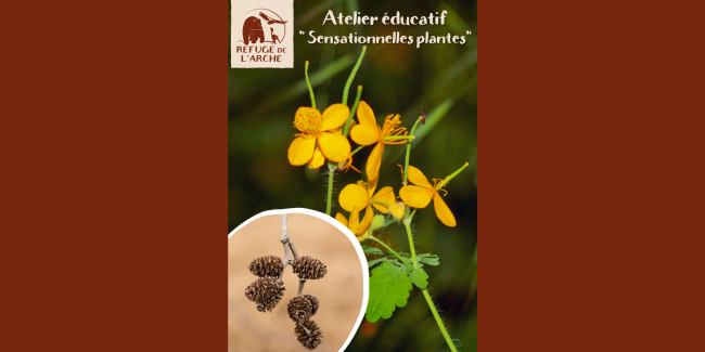 Atelier éducatif "Sensorielles plantes" au Refuge de l'Arche, Château-Gontier