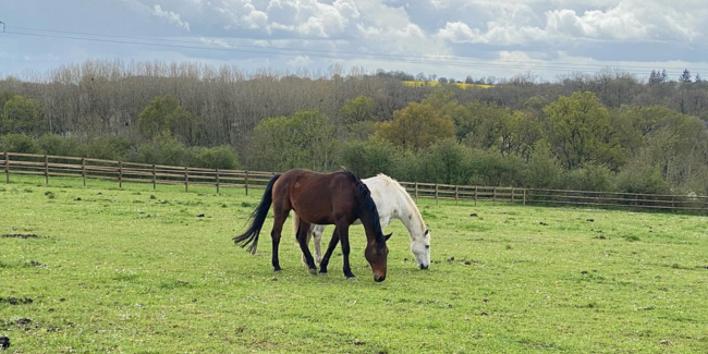 Visite du Haras de la Taude, en famille, Bouère