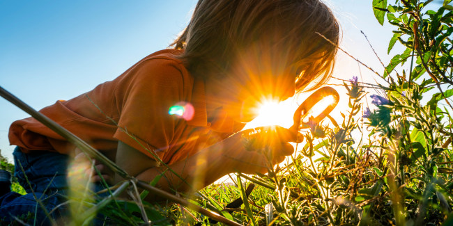 Animation familiale "La vie secrète des plantes", Centre d'Initiation à la Nature, St Berthevin