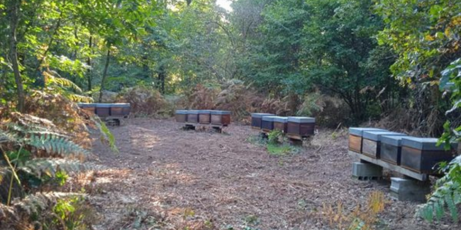 L'automne à la ferme des Ruchers du Haut Maine, Averton