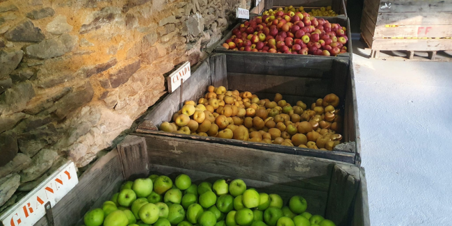 L'automne à la ferme, Verger Fourmond, Château-Gontier sur Mayenne