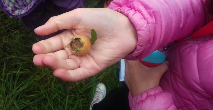 Balade en famille "Les plantes et leurs secrets", à partir de 8 ans, Centre d'Initiation à la Nature, autour de Laval