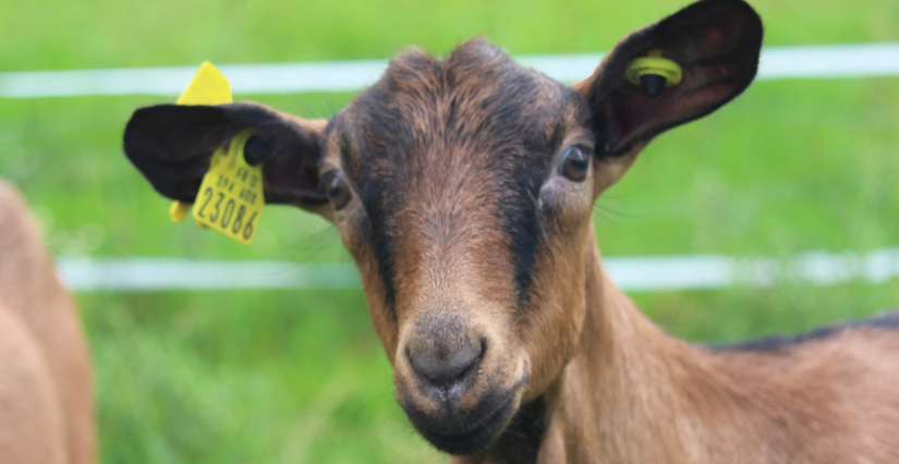 Visite de la ferme La Chèvrerie du Maine en famille, Meslay-du-Maine