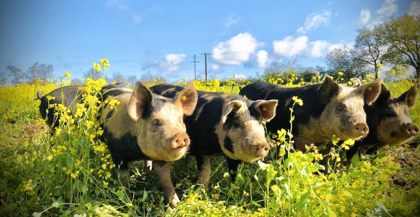 Printemps à la ferme, La Ferme de Launay, en famille, Préaux