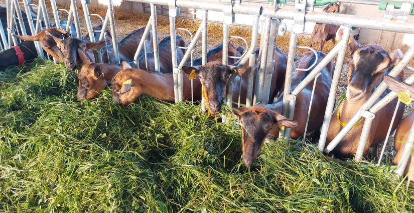 Printemps à la ferme, La Ferme Painchaud, en famille, Saint-Berthevin-la-Tannière