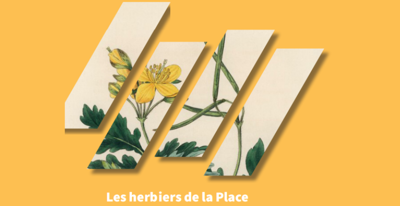 Vivre la place pendant les travO ! "Les herbiers de la place", en famille, Laval