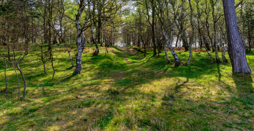 Lecture dans la nature, "Un moment de poésie en nature...ça vous tente ?", dès 4 ans, CIN, Laval