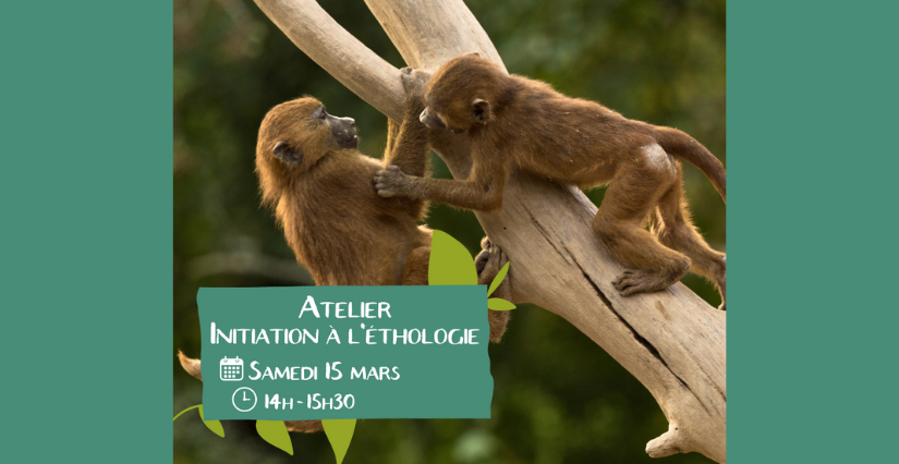 Atelier éducatif : Initiation à l’éthologie, dès 6 ans, Le Refuge de l'Arche, Château-Gontier-sur-Mayenne