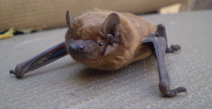 Sortie nature "Des chauves-souris au-dessus de la Mayenne", dès 6 ans, Espaces Naturels Sensibles, Origné