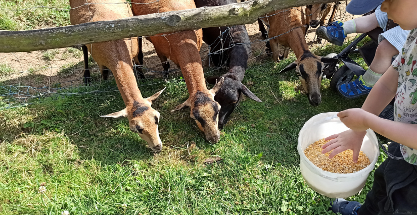 Un anniversaire au milieu des animaux, à l'Arche Desnoé