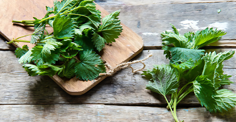 Initiation aux plantes aromatiques et médicinales, dès 8 ans, CIN, St Berthevin