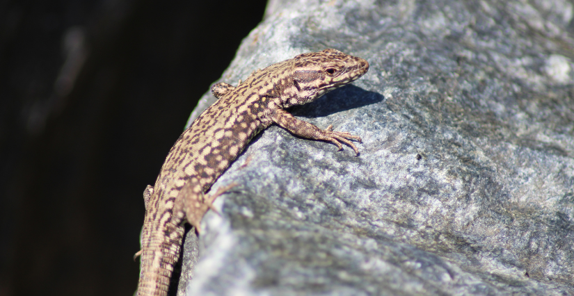Animation familiale, "Les reptiles", 7ans et +, CIN, Entrammes