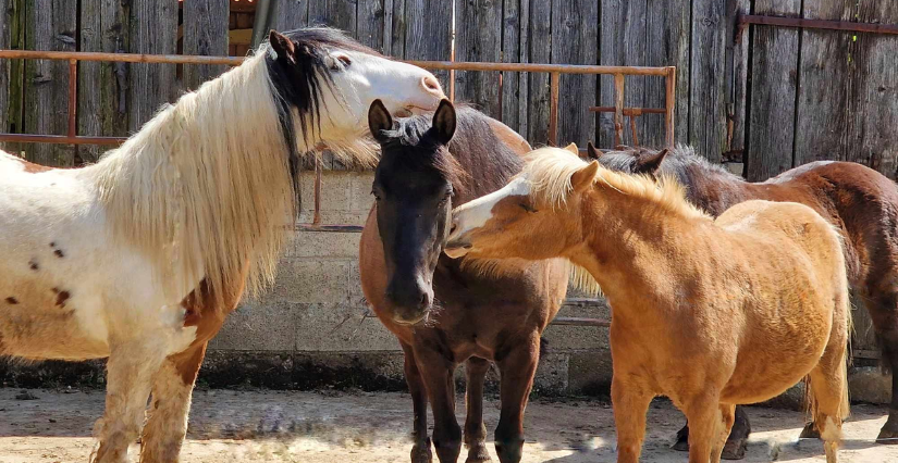 Balade à poney et à cheval avec le centre équestre "l’Écurie de Fiona", Base de loisirs de La Haie-Traversaine