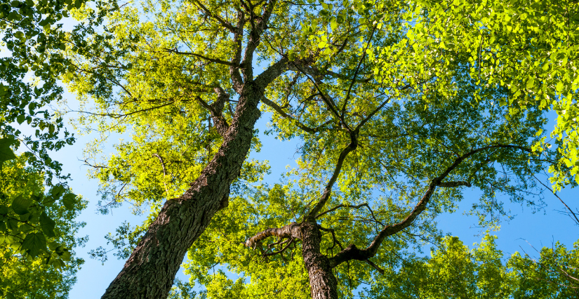 La vie des arbres, en famille, CIN, Laval