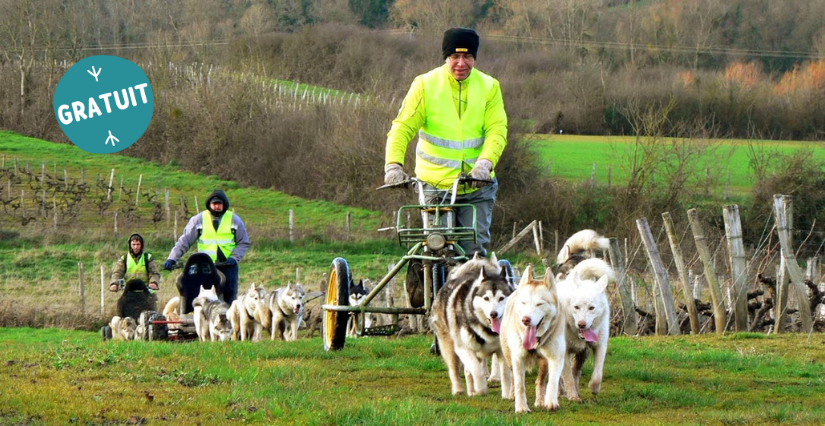 Sensibilisation cani-sport / chien de traîneau, 7 ans et +, Centre d'Initiation à la Nature, Laval