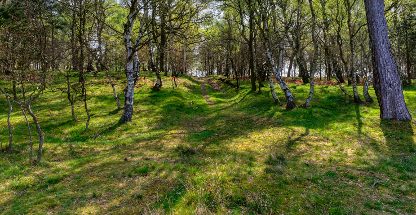 Balade "Une forêt pleine de vie", 8 ans et +, Centre d'Initiation à la Nature, Laval