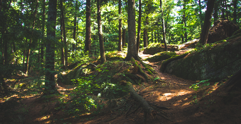 "Ambiance forestière", 8 ans et +, Centre d'Initiation à la Nature, Laval