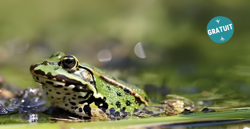Sortie nature "Ca bouge dans la mare", en famille, Espaces Naturels Sensibles, La Gravelle
