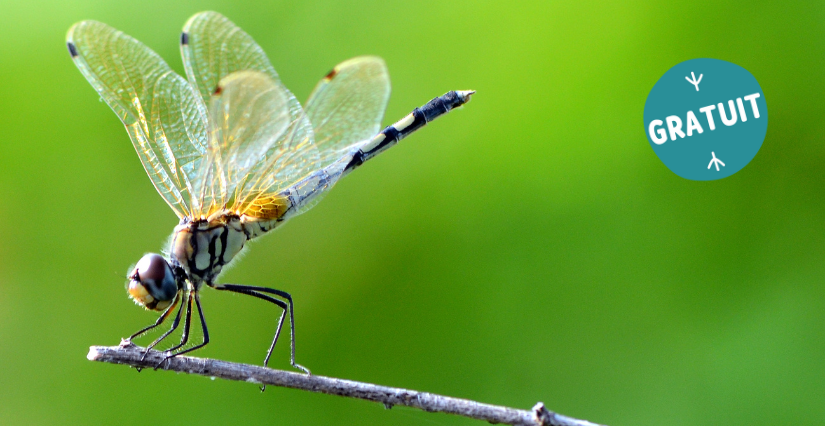 Sortie nature "À la rencontre du peuple de l’eau", à partir de 6 ans, Espaces Naturels Sensibles de La Mayenne, St-Calais-du-Désert