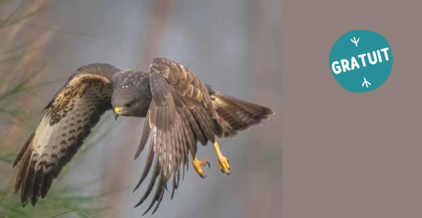 Sortie nature "Quand chante le printemps", à partir de 6 ans, Espaces Naturels Sensibles, La Dorée