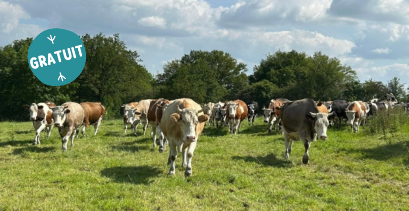 Printemps à la ferme : marché à la ferme de la Goupillère, en famille, L'Huisserie