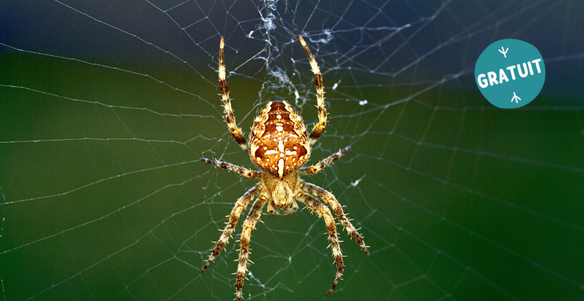 Animation "Le monde fascinant des araignées", à partir de 8 ans, Centre d'Initiation à la Nature, Laval