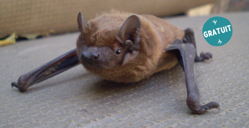 Escape game « Chauve qui peut », à partir de 12 ans, le Centre d'Initiation à la Nature, Laval