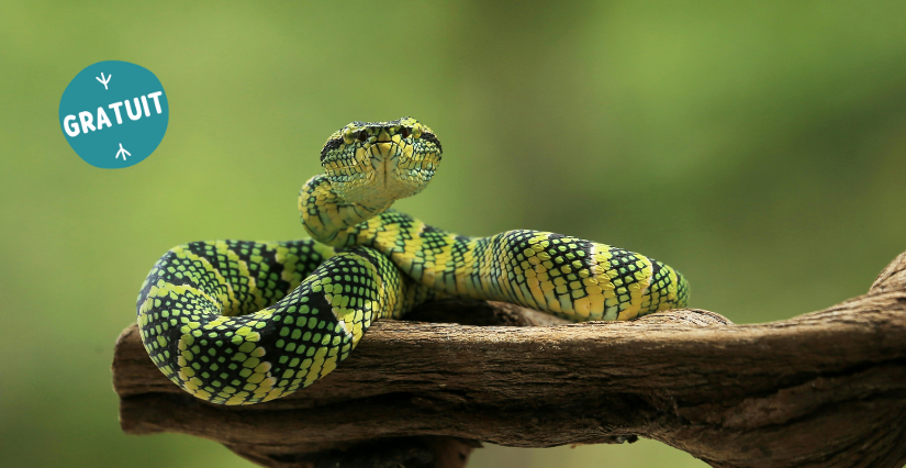 Atelier "Les serpents, des animaux de compagnie fascinant", dès 8 ans, Centre d'Initiation à la Nature, Laval