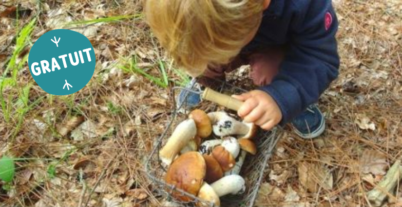 Sortie nature, "Le monde des champignons", à partir de 8 ans, Centre d'Initiation à la Nature, Laval