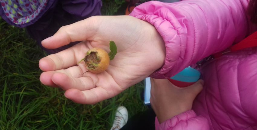 Atelier en famille "Plantes sauvages comestibles" dès 12 ans, CIN Laval & Cinéma du Bourgneuf-la-Forêt