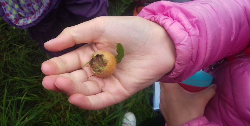 Sortie nature " Les fruits sauvages d'automne", dès 8 ans, CIN, Laval