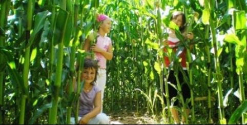 Le labyrinthe de maïs en famille aux Jardins des Renaudies, Colombiers du Plessis