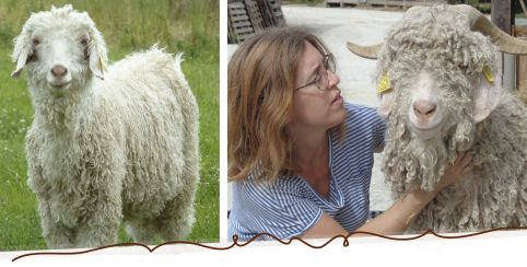 Visite de la ferme de Mohair du Maine, en famille, La Bazouge de Chémeré