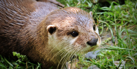 Sur les traces de la Loutre, en famille à partir de 10 ans. A la découverte des Espaces Naturels Sensibles de La Mayenne, Aron