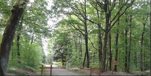 Le bois de l'Huisserie à travers les yeux de l'ONF, En famille, à partir 8 ans, CIN, Laval