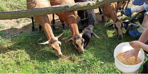 Ouverture et animation de Pâques, l'Arche Desnoé, parc animalier, St Berthevin