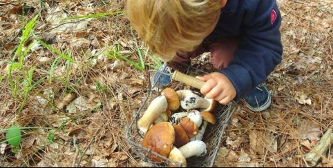 Les champignons, sortie en famille, à partir de 8 ans, Centre d'Initiation à la Nature, Laval