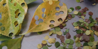 DIY : Des confettis "nature" garantis zéro déchet !